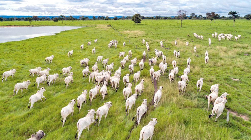 Gado saudável da fazenda Gotardo